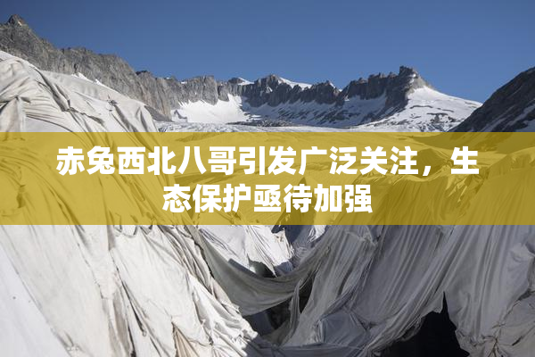 赤兔西北八哥引发广泛关注，生态保护亟待加强