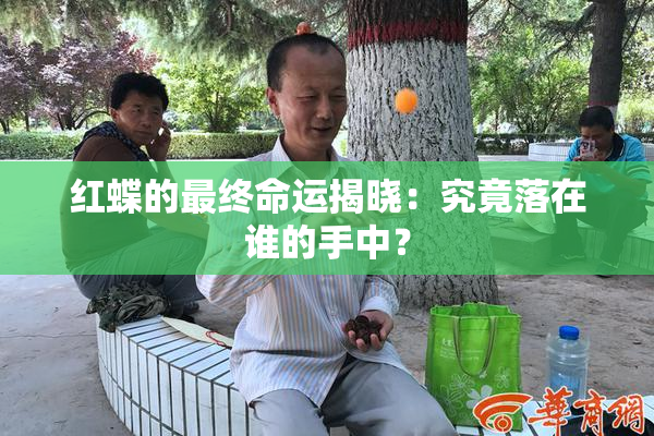 红蝶的最终命运揭晓：究竟落在谁的手中？