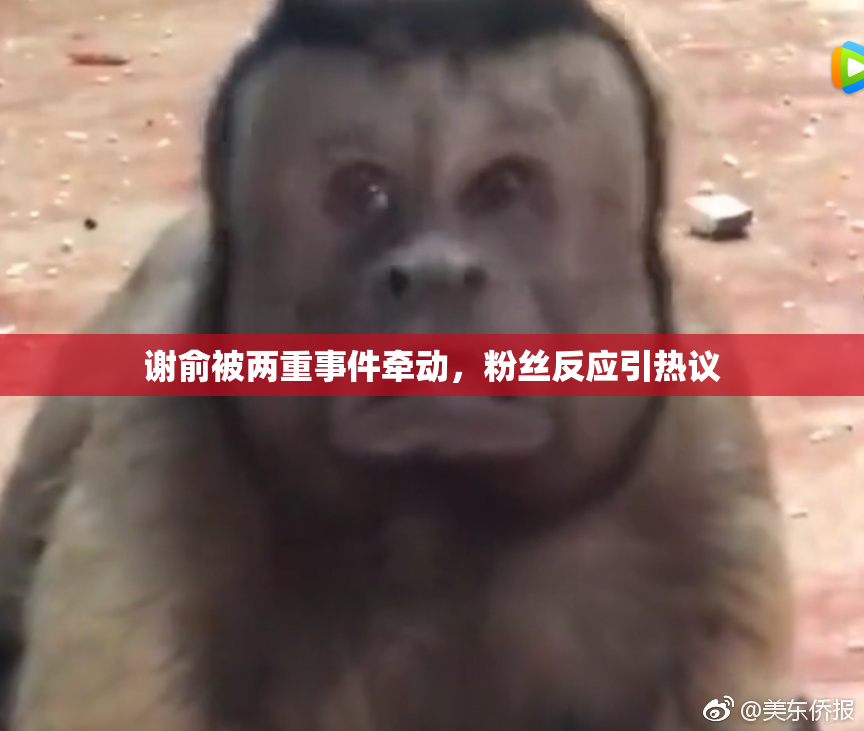 谢俞被两重事件牵动，粉丝反应引热议