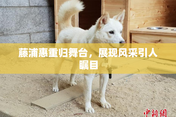 藤浦惠重归舞台，展现风采引人瞩目