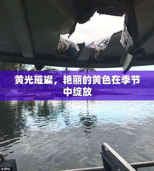 黄光璀璨，艳丽的黄色在季节中绽放