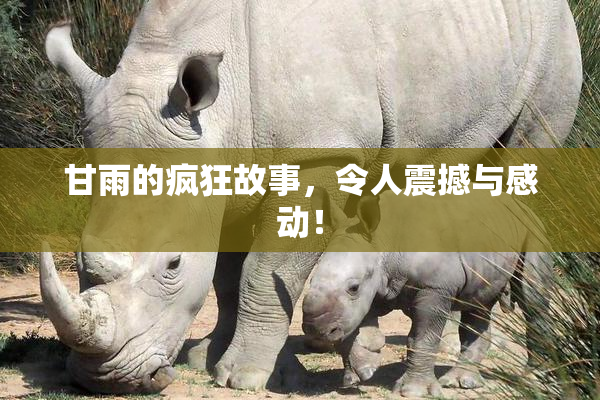 甘雨的疯狂故事，令人震撼与感动！