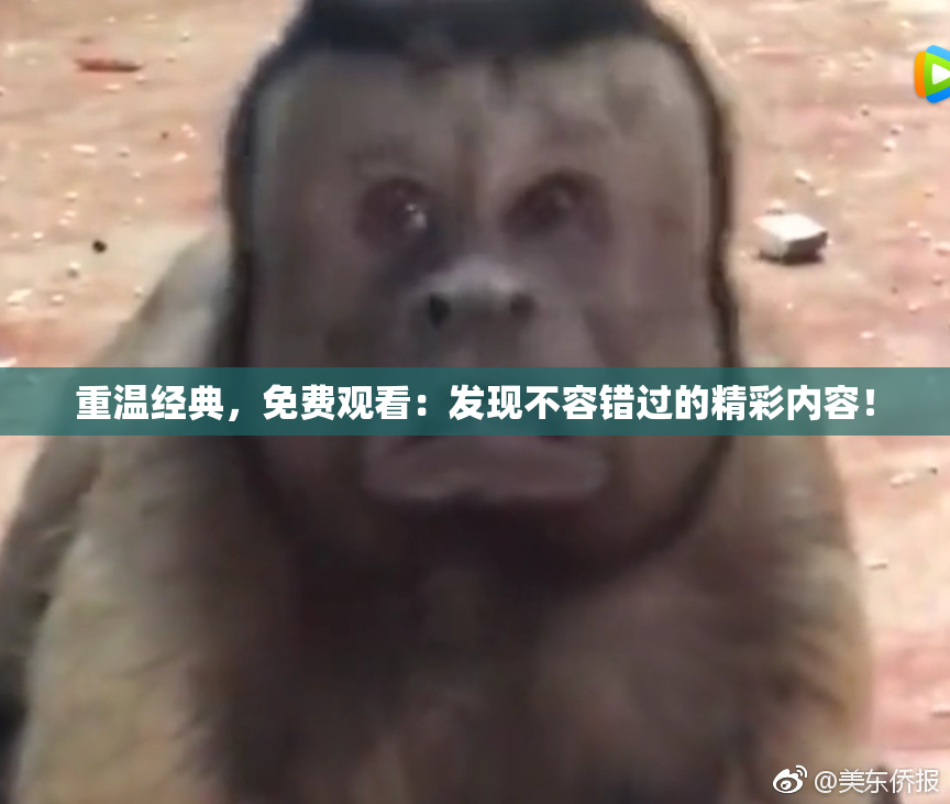重温经典，免费观看：发现不容错过的精彩内容！