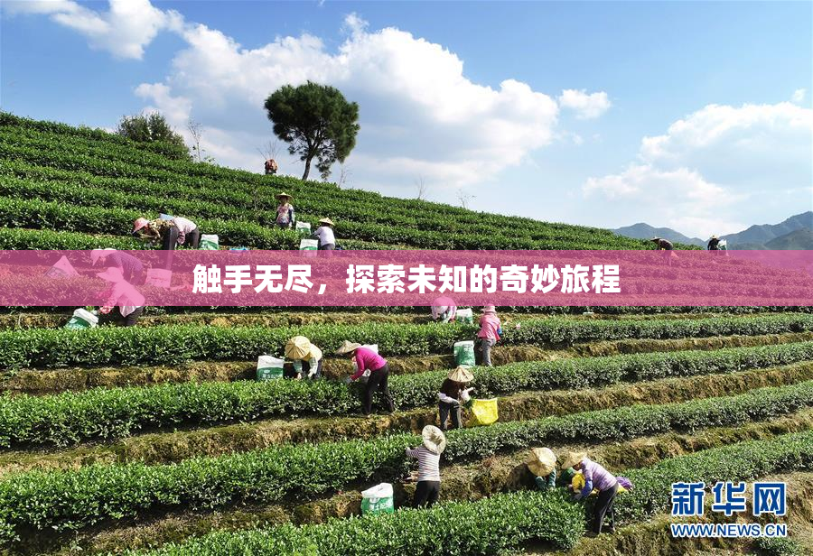触手无尽，探索未知的奇妙旅程