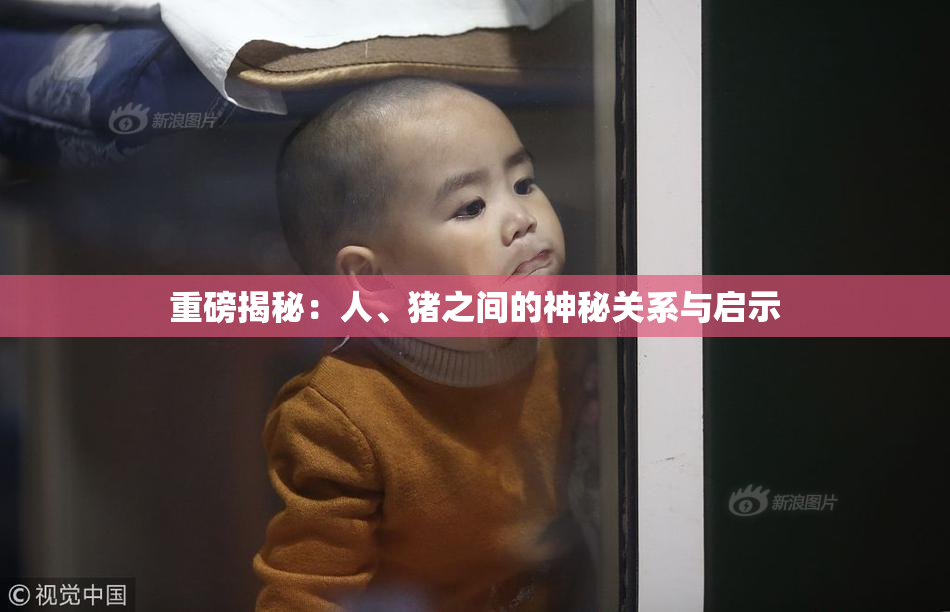 重磅揭秘：人、猪之间的神秘关系与启示