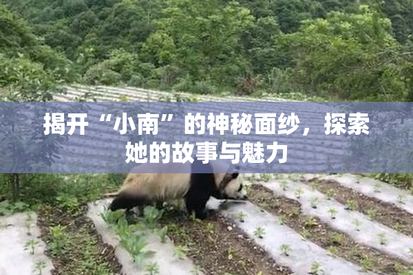 揭开“小南”的神秘面纱，探索她的故事与魅力