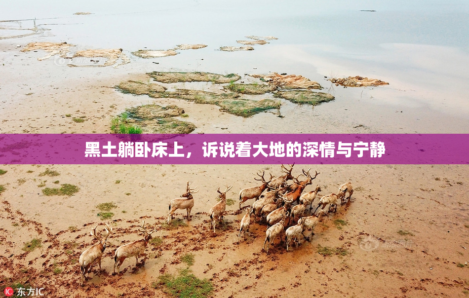 黑土躺卧床上，诉说着大地的深情与宁静