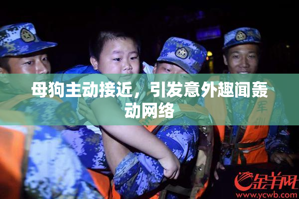 母狗主动接近，引发意外趣闻轰动网络