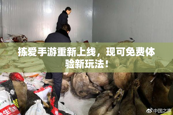 拣爱手游重新上线，现可免费体验新玩法！