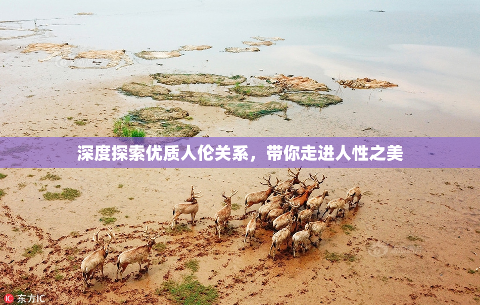 深度探索优质人伦关系，带你走进人性之美