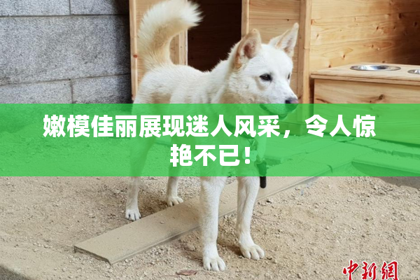 嫩模佳丽展现迷人风采，令人惊艳不已！