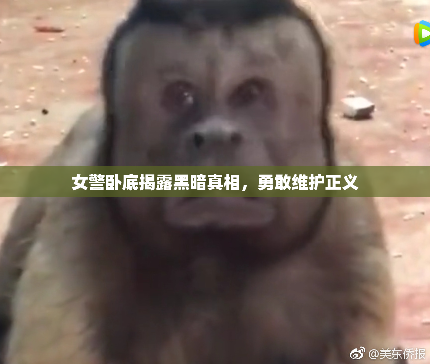 女警卧底揭露黑暗真相，勇敢维护正义